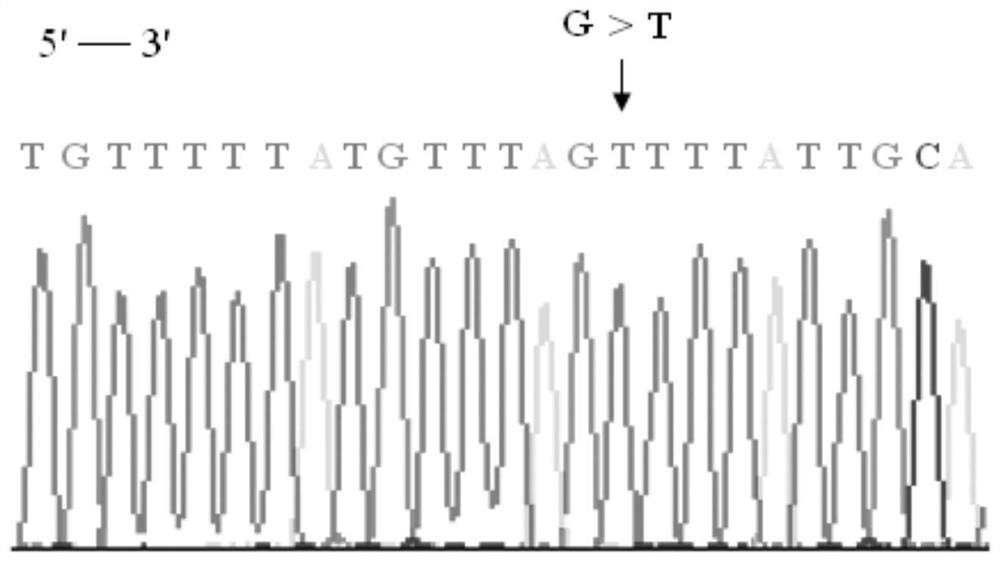 Detection of a breast cancer related gene brca2 locus g.32336265g&gt;t mutant