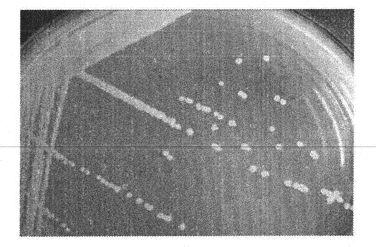 Dimethylformamide degrading bacteria and bacterial agent produced from same