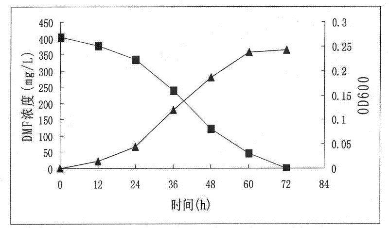 Dimethylformamide degrading bacteria and bacterial agent produced from same