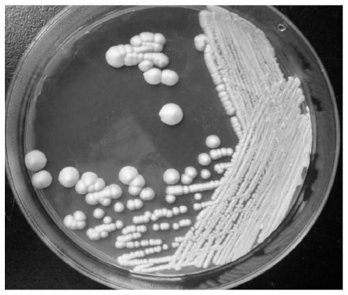 Saccharomyces cerevisiae strain FM-S-LB1 capable of reducing fermentation abortion rate of blueberry wine