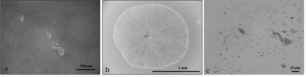 A Myxobacterium h56d21 Predating Phytopathogenic Bacteria and Its Application