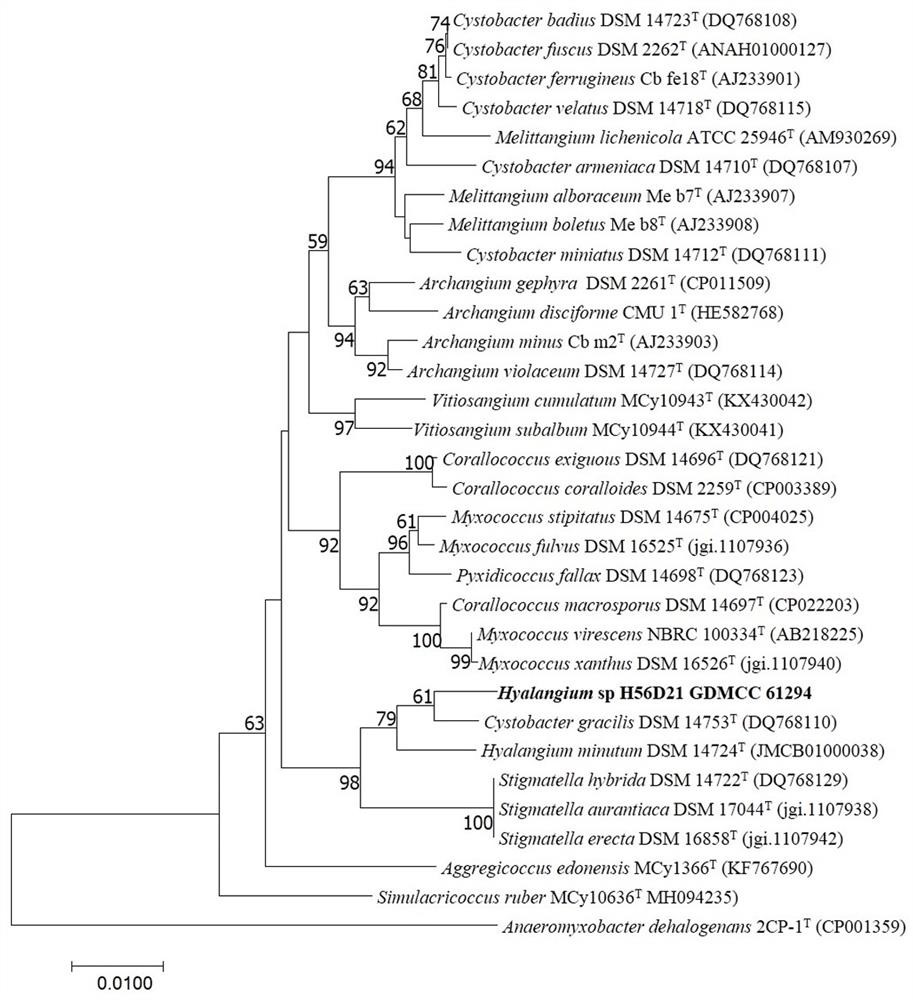 A Myxobacterium h56d21 Predating Phytopathogenic Bacteria and Its Application