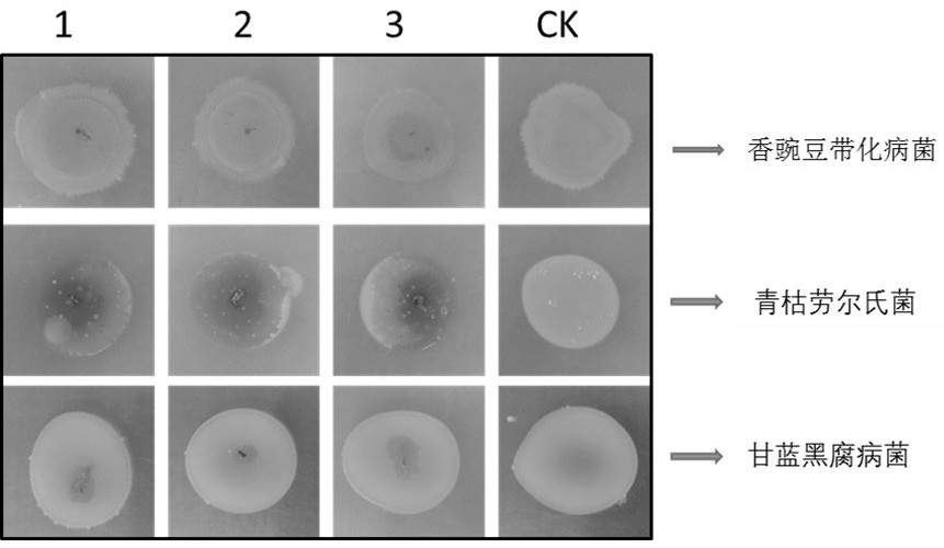 A Myxobacterium h56d21 Predating Phytopathogenic Bacteria and Its Application