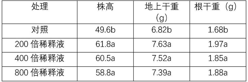 Metarhizium preparation for promoting banana plant growth and preventing and treating banana wilt