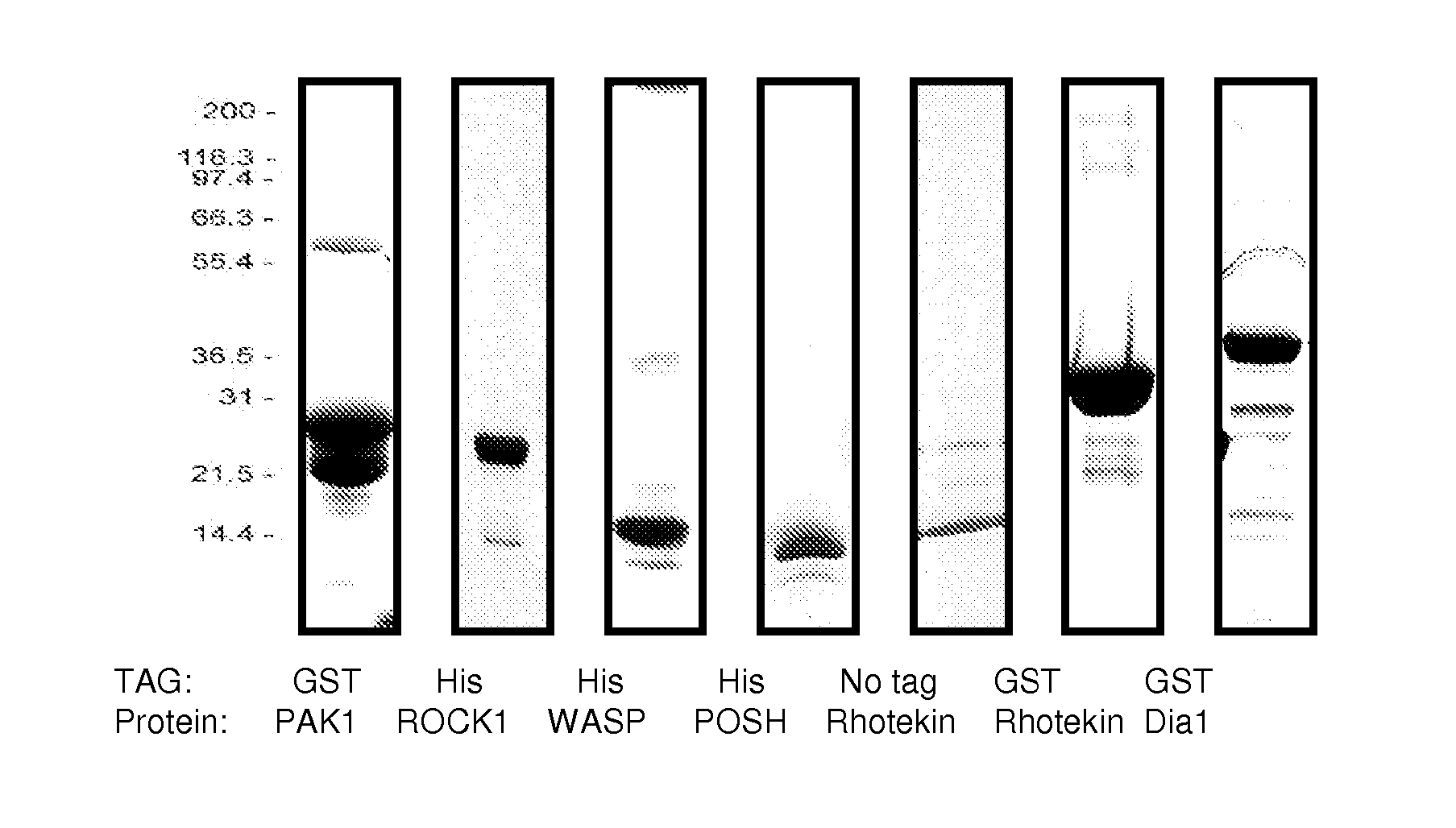 Detection of rho proteins