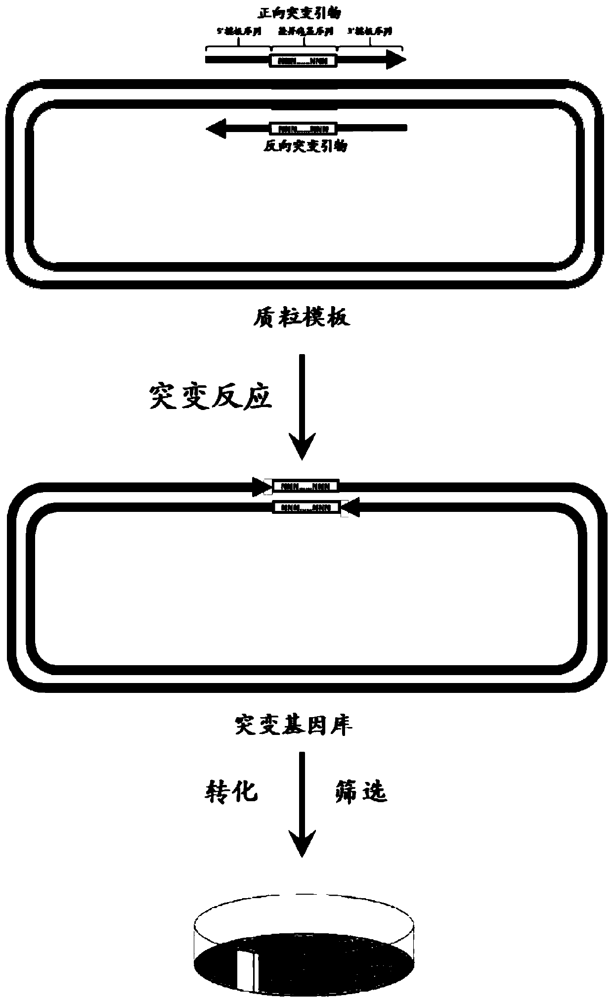 Gene saturation mutation library and its construction method and application