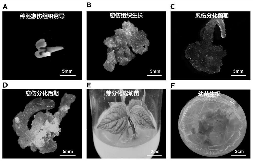 A method for inducing plant regeneration and constructing a transgenic plant regeneration system in each part of Eucommia ulmoides