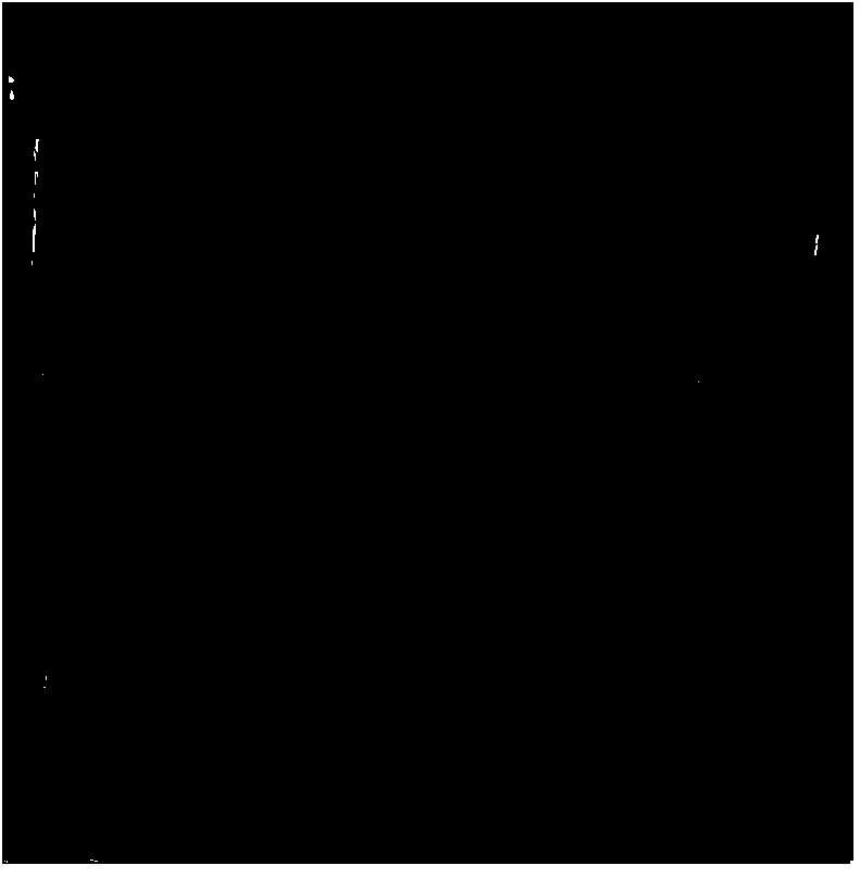 Method for building bemisia tabaci populations which contain rickettisa bacteria and do not contain rickettisa bacteria