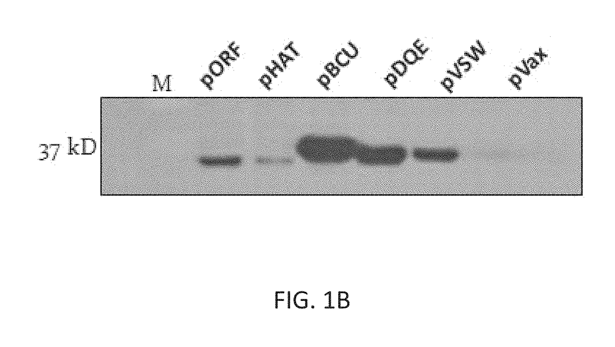 Synthetic immunogens for prophylaxis or treatment of tuberculosis