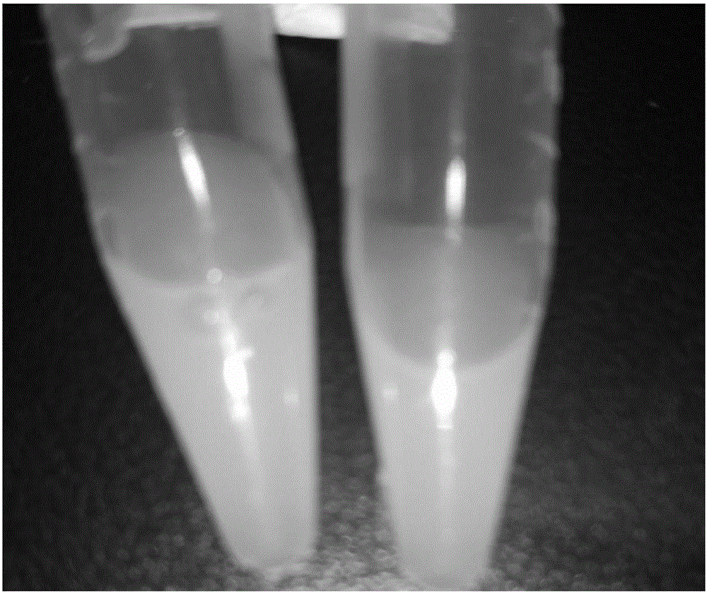 Detection method for rapidly and definitely diagnosing feline leukemia and preparation of test strip thereof