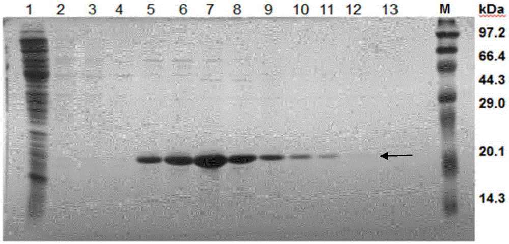 Anti-human amyloid beta-peptide nano antibody and application thereof