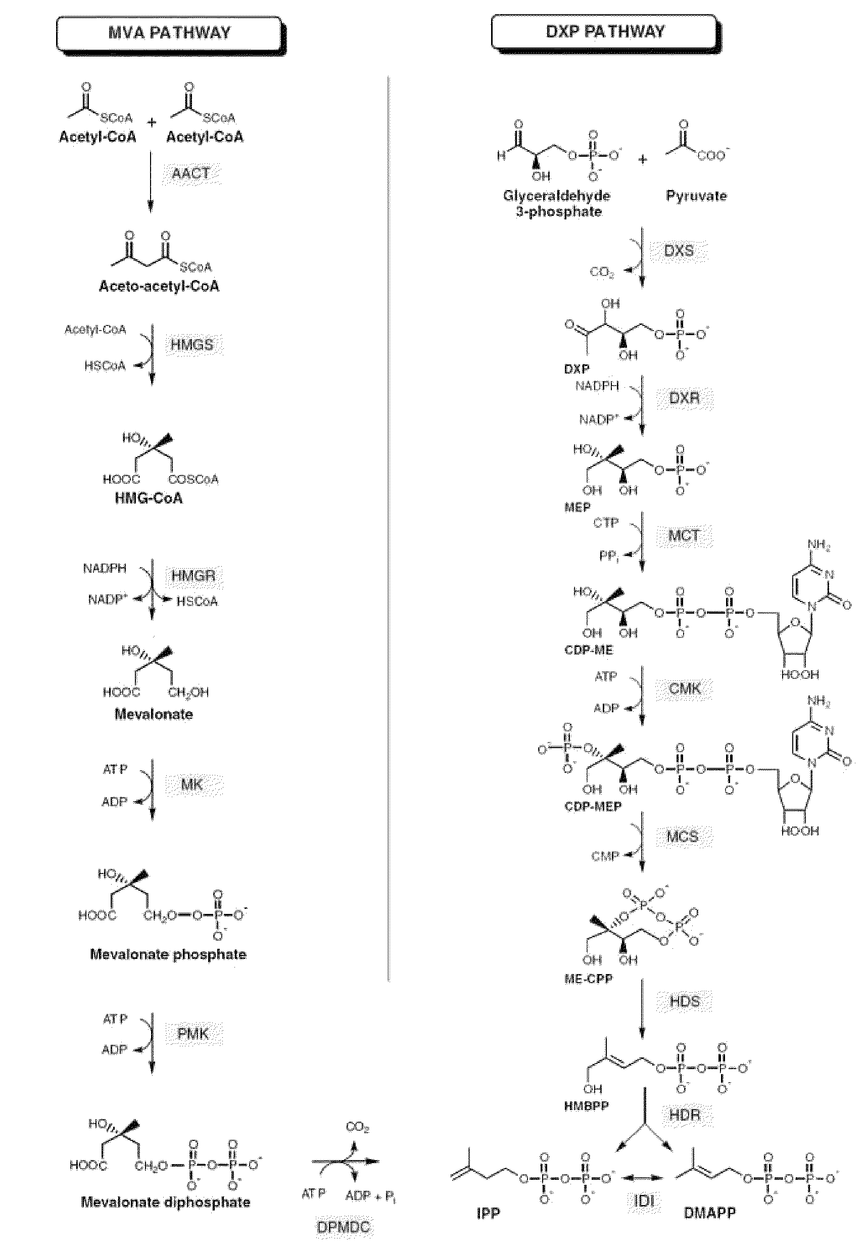 Conversion of prenyl derivatives to isoprene