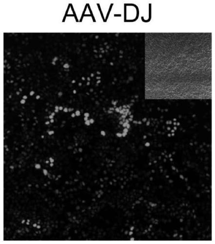 Adeno-associated virus (AAV) containing variant capsid protein and application of AAV