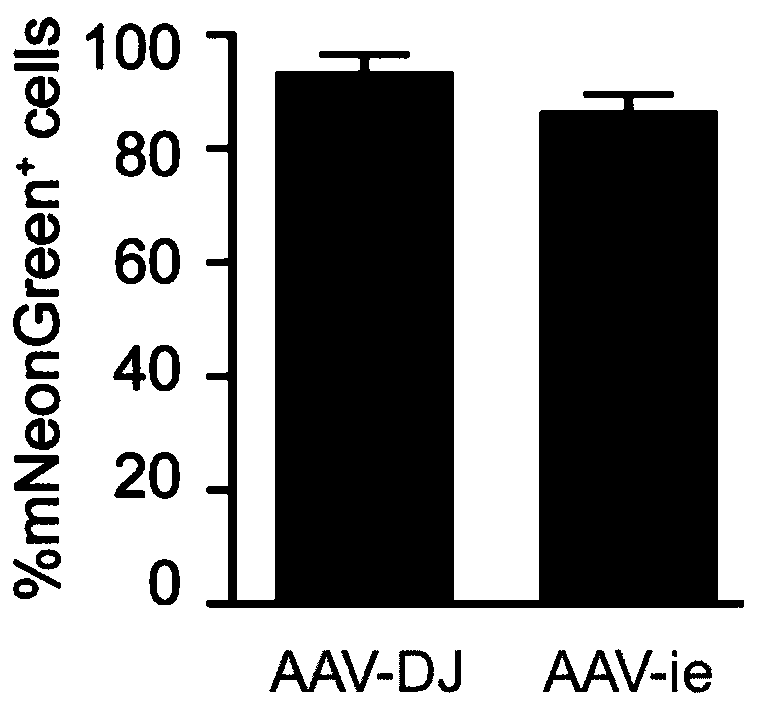 Adeno-associated virus (AAV) containing variant capsid protein and application of AAV