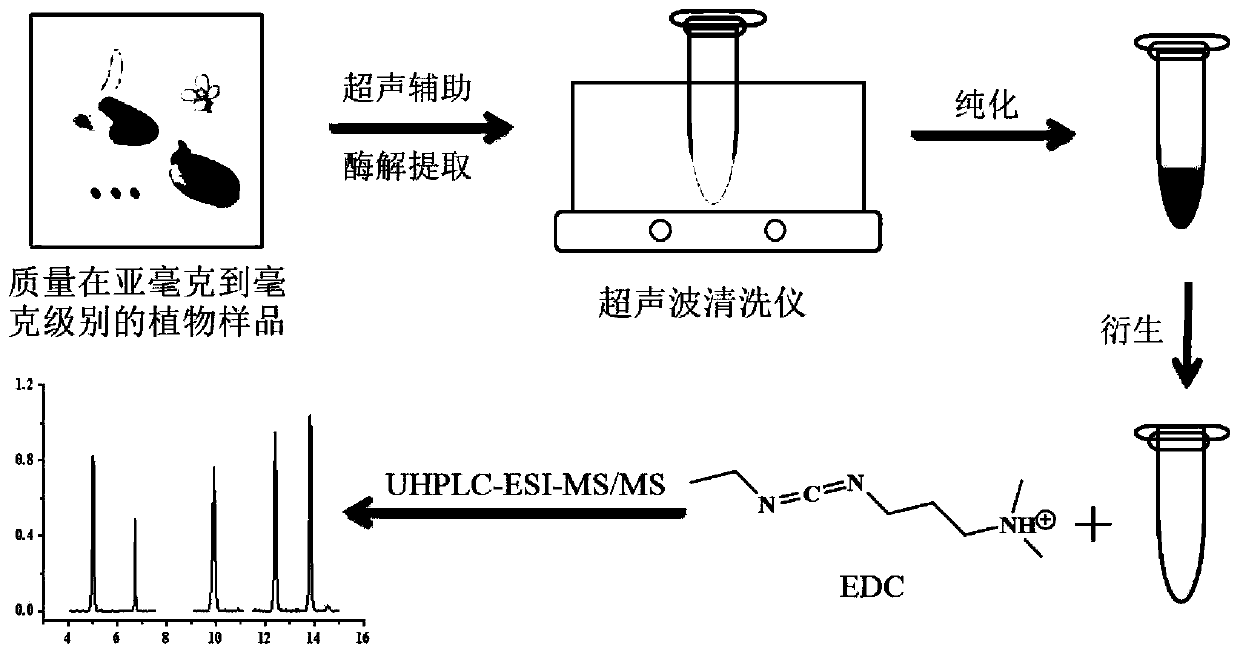 Sample pretreatment method for determining endogenous hormones in trace plant sample
