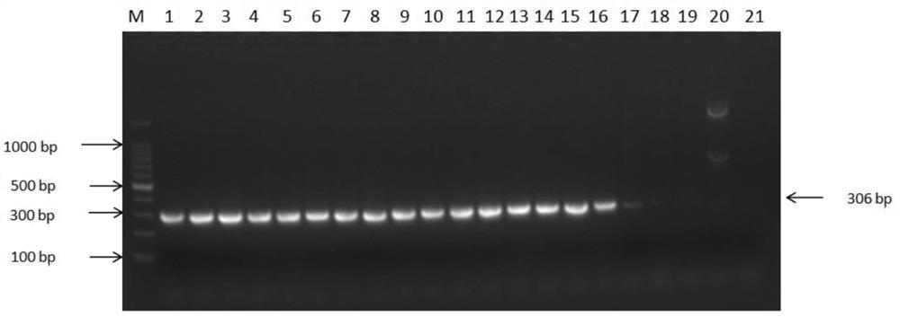 DNA extraction and identification method of forest frog oil