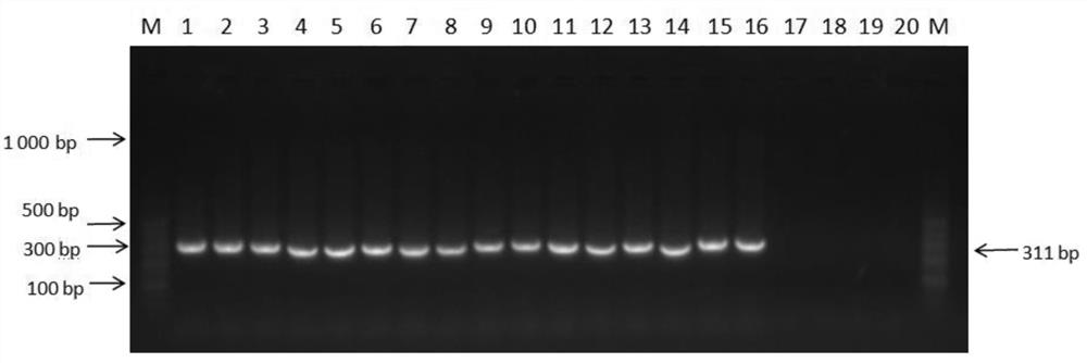 DNA extraction and identification method of forest frog oil