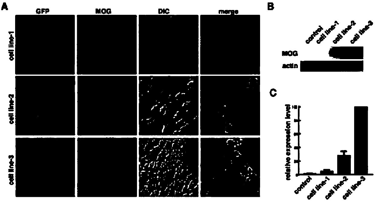 Detection method of human myelin oligodendrocyte glycoprotein autoimmune antibody