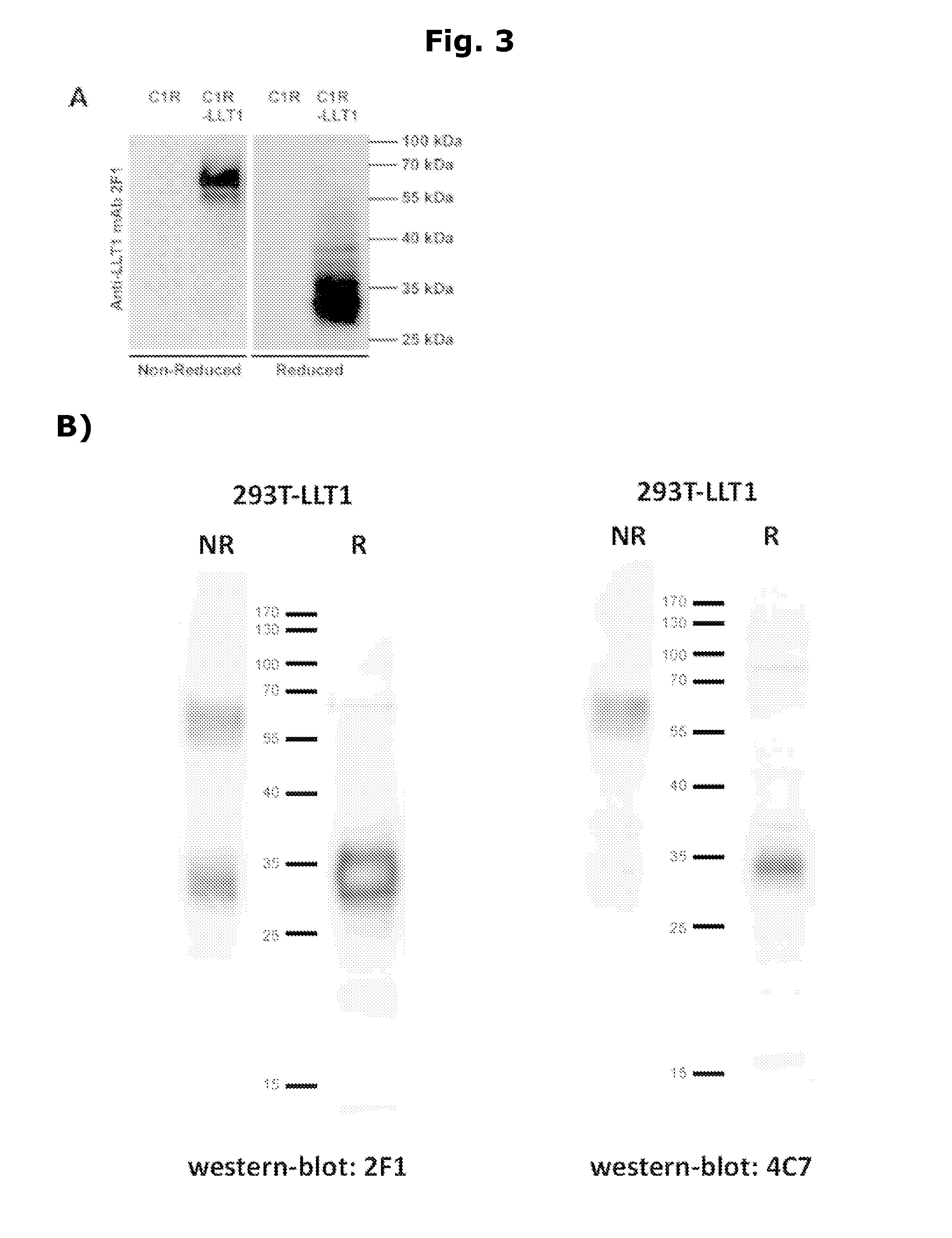 LLT-1 antibodies with new functional properties