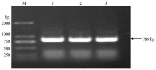 Laccase gene slr1573 derived from synechocystis and application thereof in dye decolorization