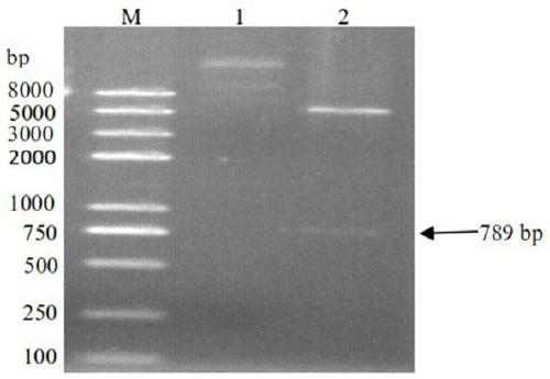 Laccase gene slr1573 derived from synechocystis and application thereof in dye decolorization