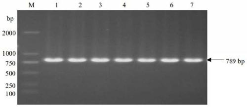 Laccase gene slr1573 derived from synechocystis and application thereof in dye decolorization