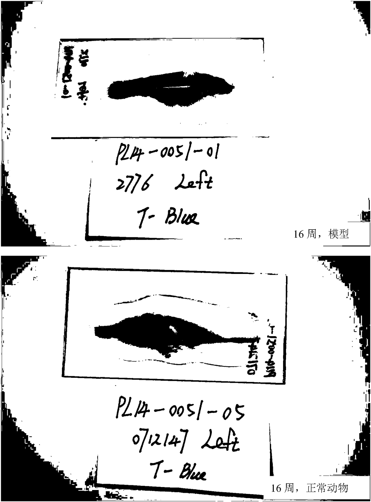 Construction method of bone defect model manufactured by adopting osteotomy on bilateral fibula of macaca fascicularis