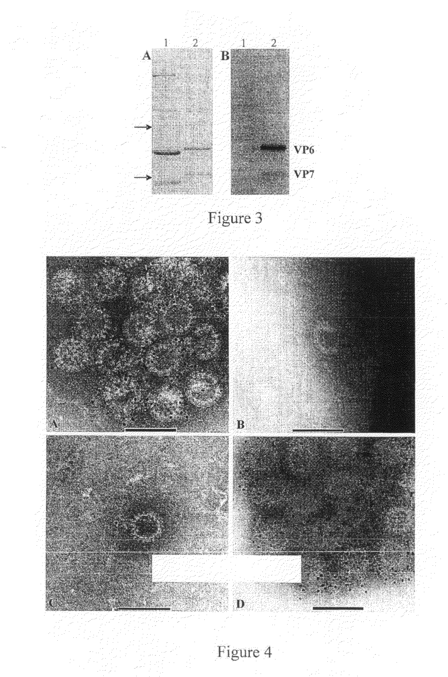 Expression and assembly of human group c rotavirus-like particles and uses thereof
