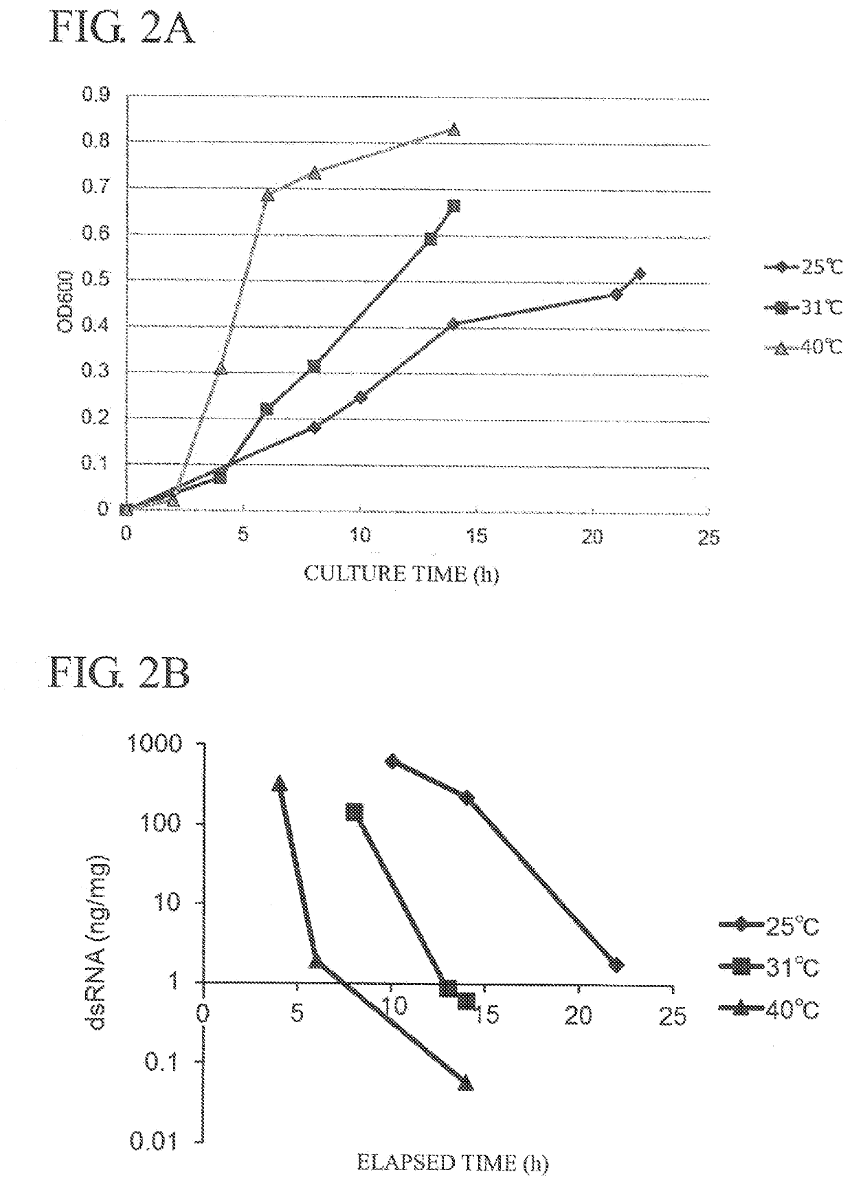 Method for producing double-stranded rna-rich lactic acid bacterium,
and said lactic acid bacterium