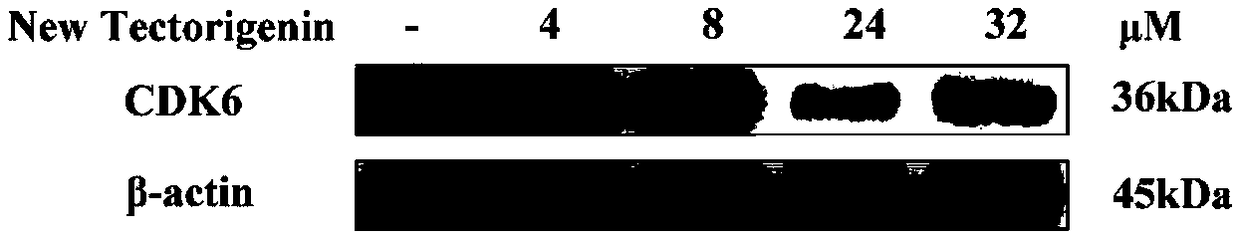 CDK inhibitor and application thereof