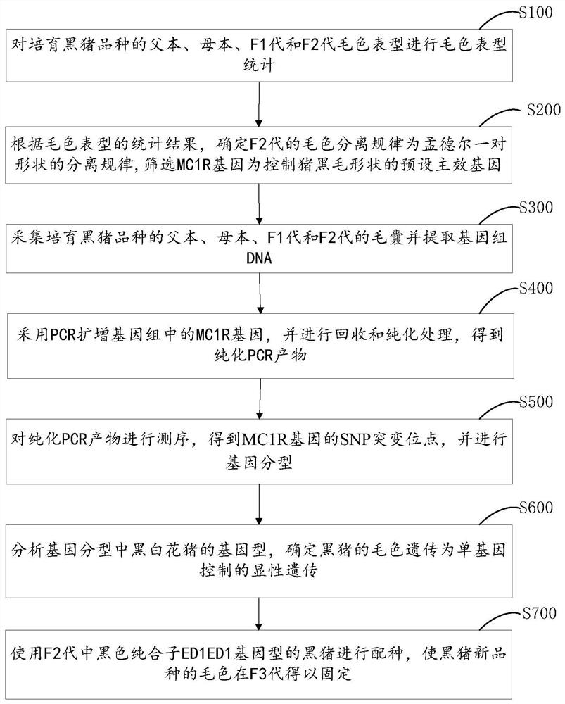 Rapid and accurate coat color trait fixing method for breeding new black pig variety and application