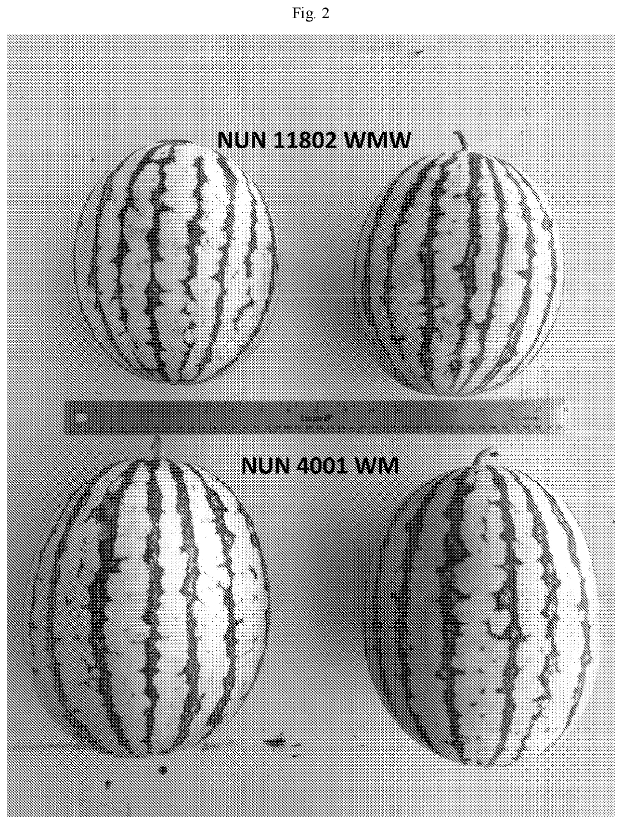 Watermelon variety nun 11802 wmw