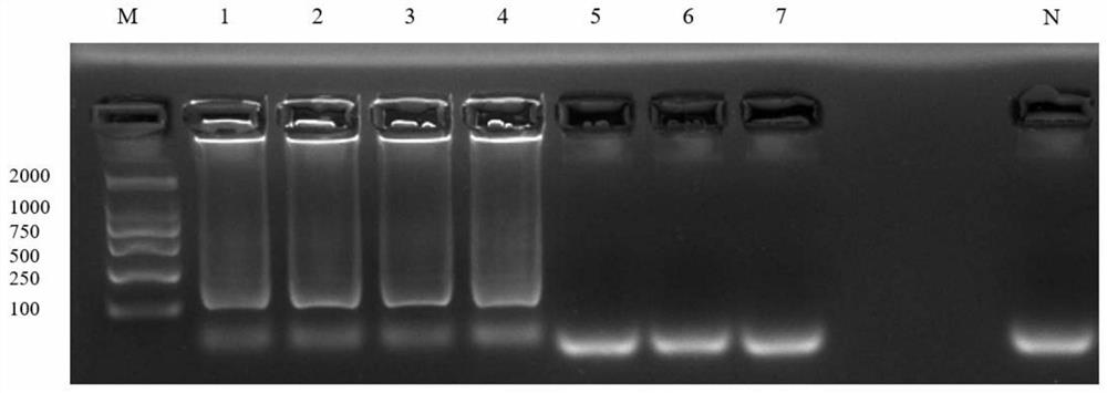 LAMP (loop-mediated isothermal amplification) primer group for identifying bark beetles and application thereof