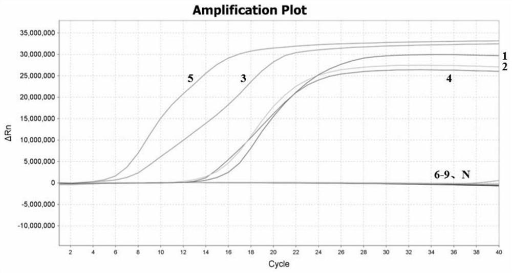 LAMP (loop-mediated isothermal amplification) primer group for identifying bark beetles and application thereof