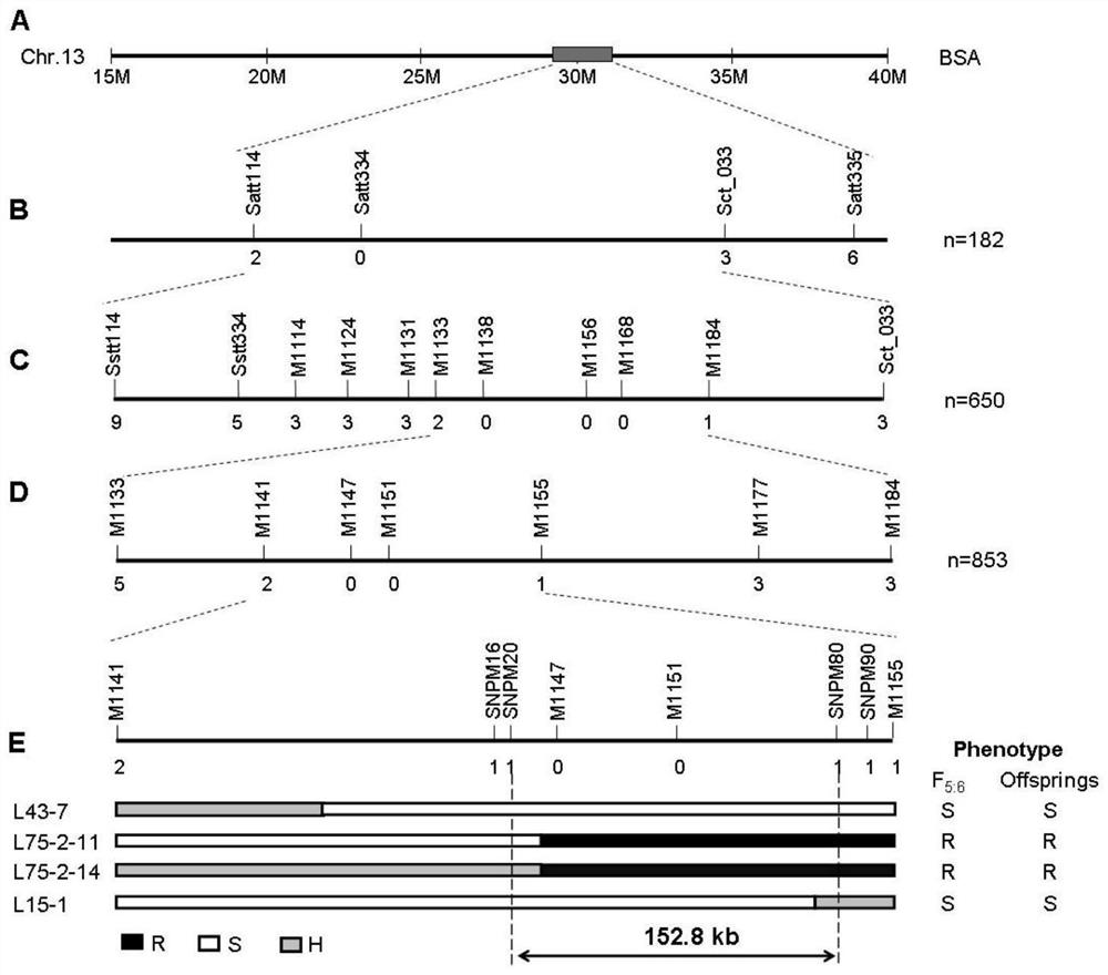 Soybean aphid-resistant gene as well as molecular marker and application thereof