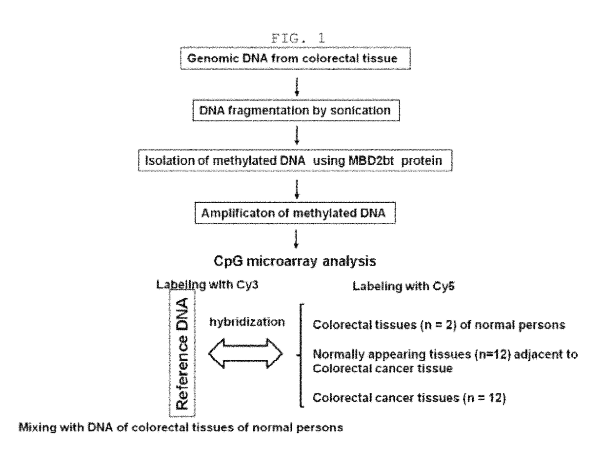 Method for detecting the methylation of colorectal-cancer-specific methylation marker genes for colorectal cancer diagnosis