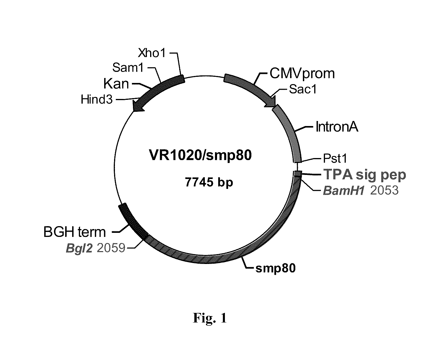 Schistosomiasis vaccine compositions and methods of use