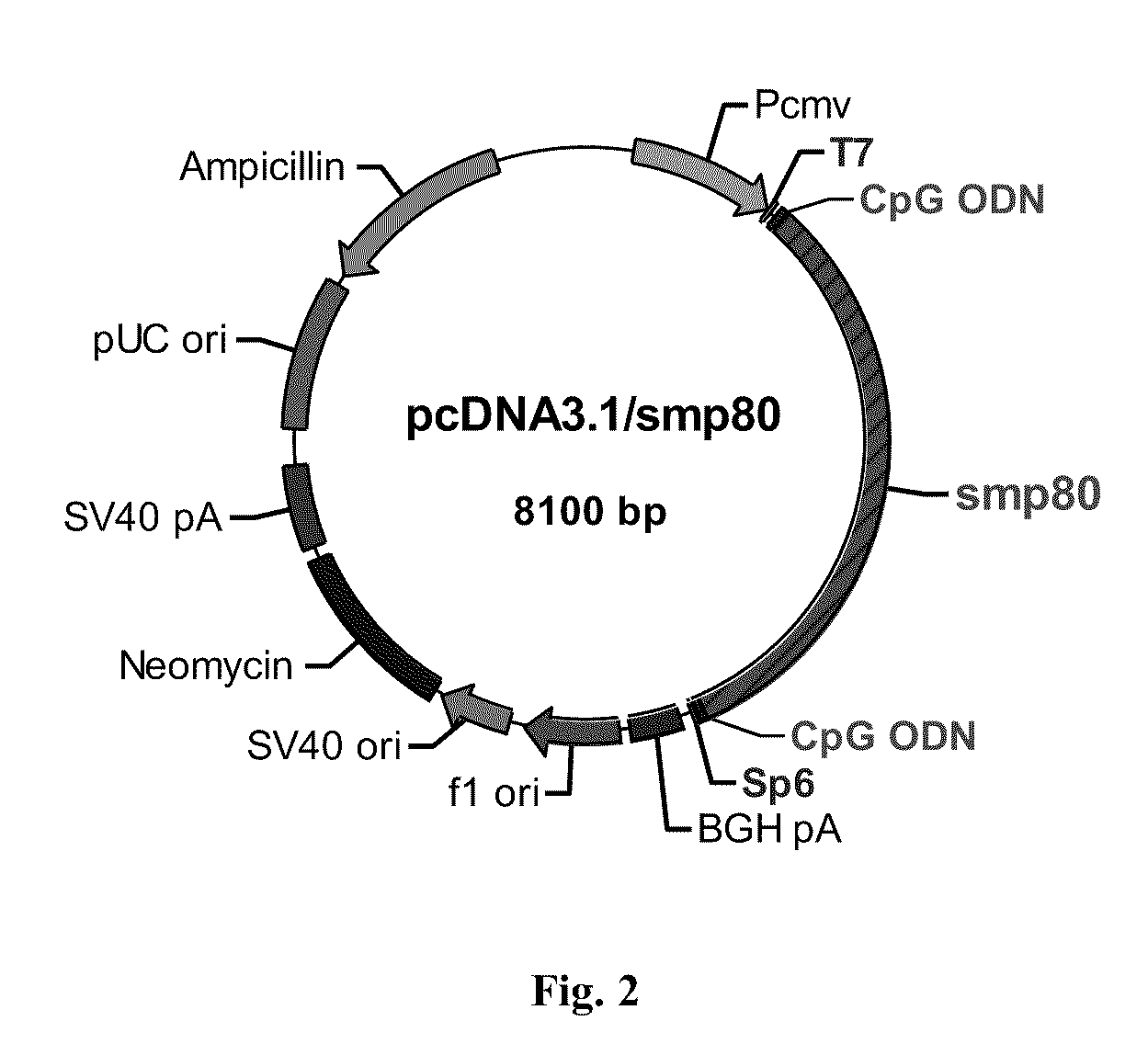 Schistosomiasis vaccine compositions and methods of use