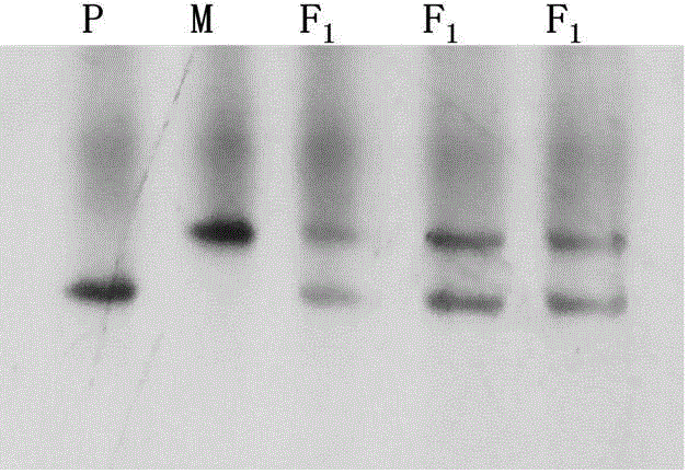 SSR primer and method for detecting purity of cucumber hybrid F1 'Baoke No.1' seeds