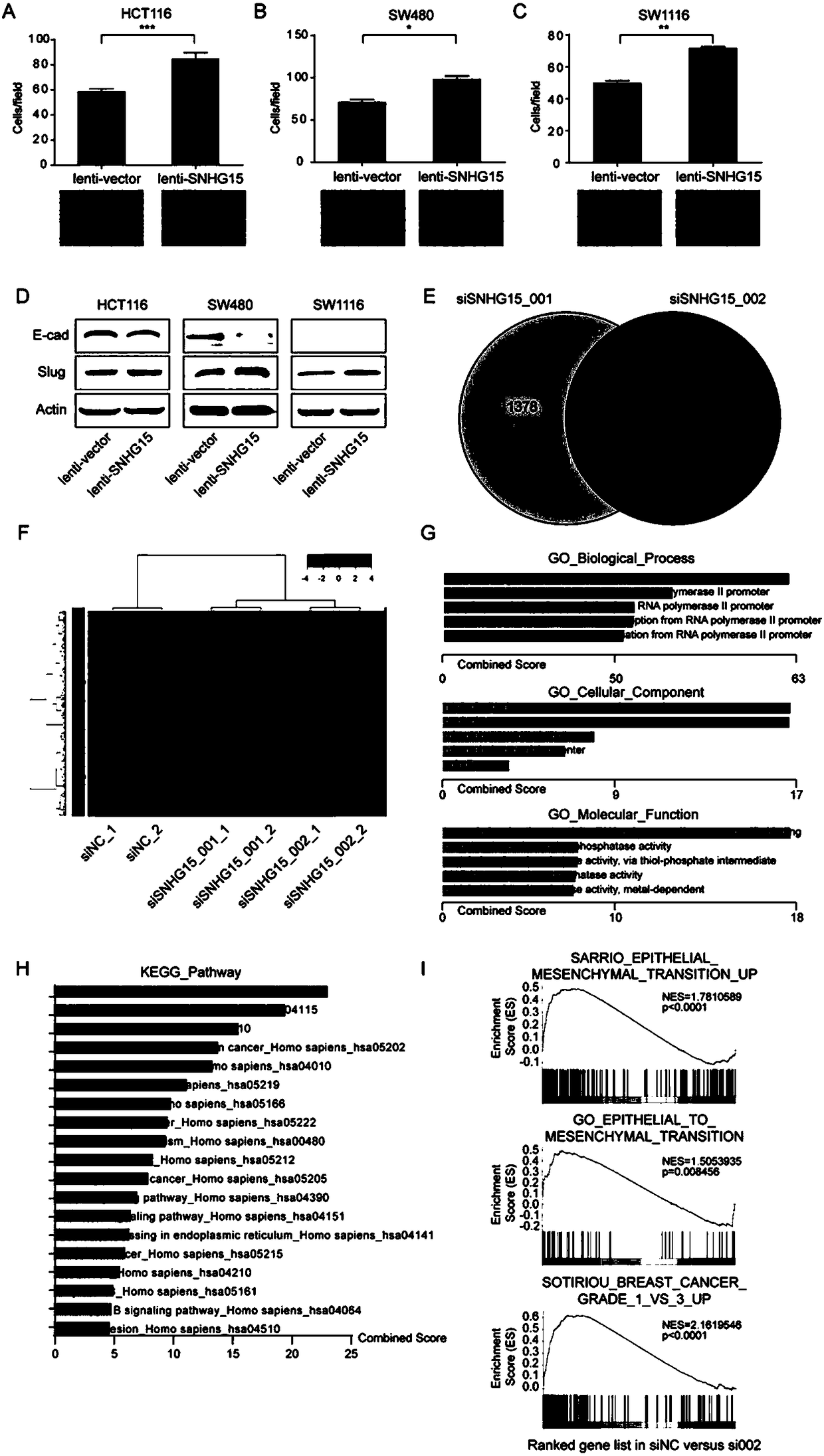 Long noncoding RNA SNHG15 and application thereof in preparation of cancer diagnosis and treatment drugs