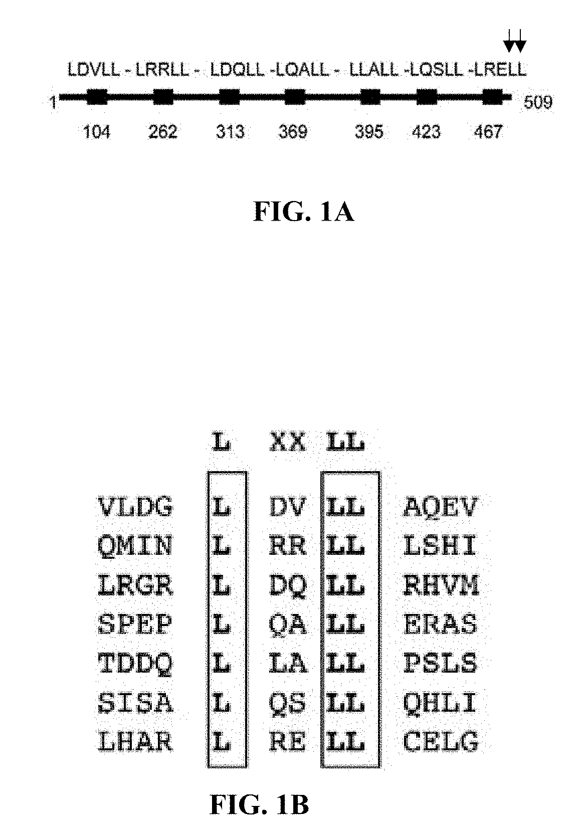 Cancer vaccines targeting prame and uses thereof