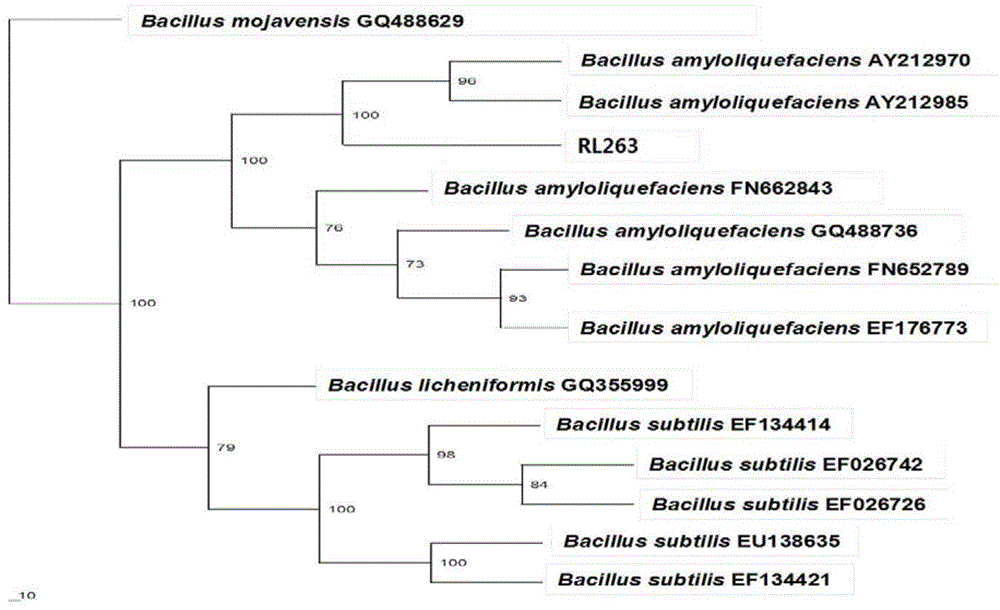 Bacillus amyloliquefaciens RL263 capable of preventing and controlling rice blast