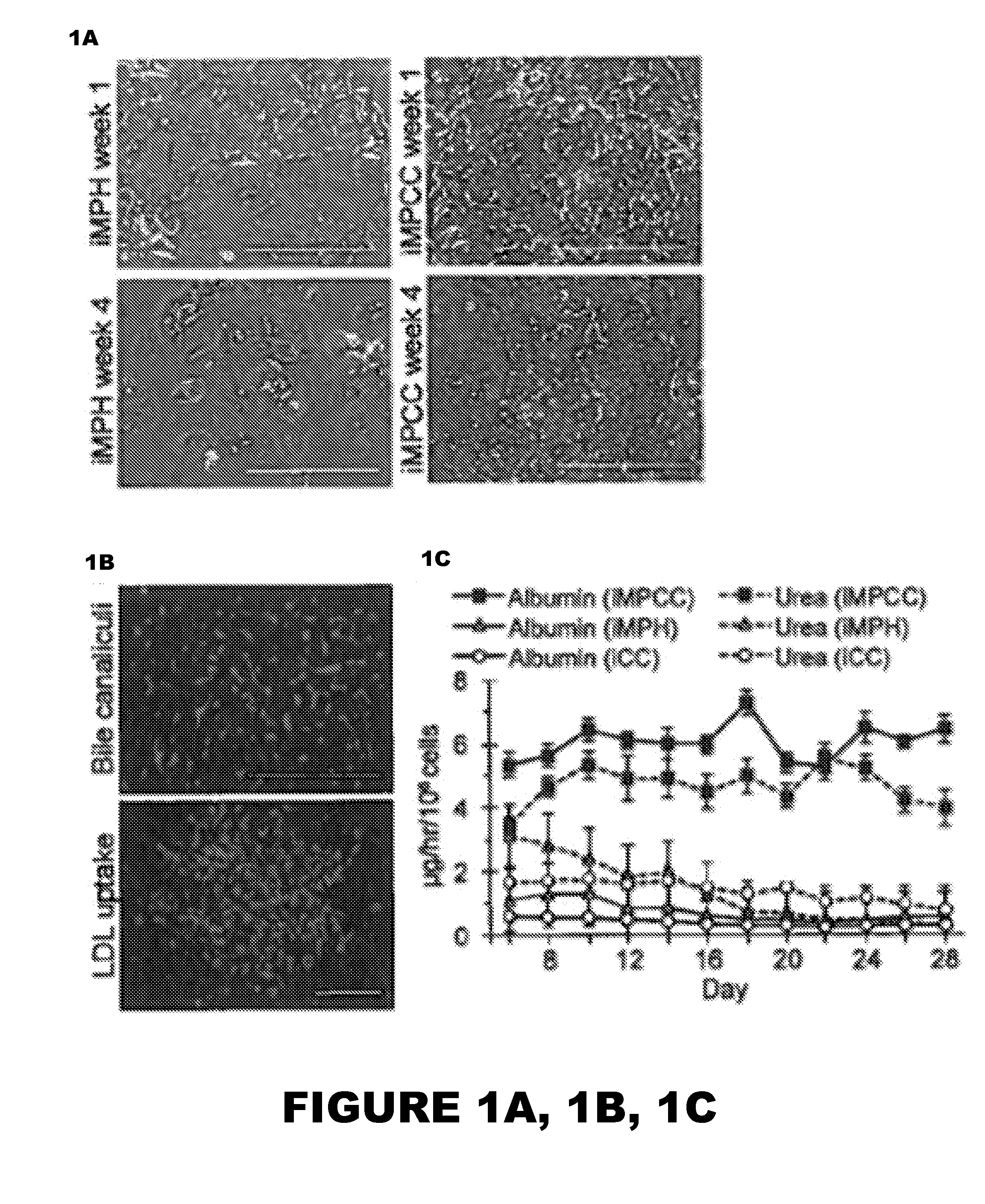 Stem cell-derived hepatocytes in co-culture and uses thereof