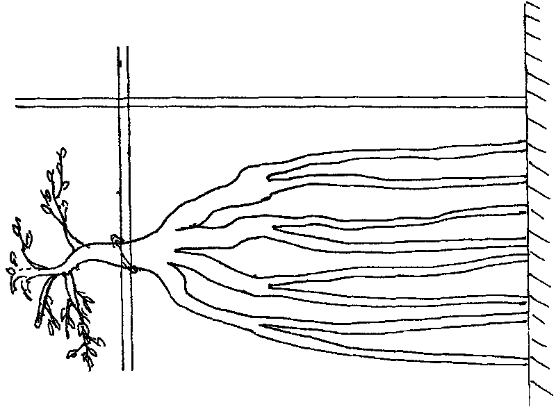Method of fast cultivating of large-scale root-viewing type garden landscape trees by replacing trunk by root system