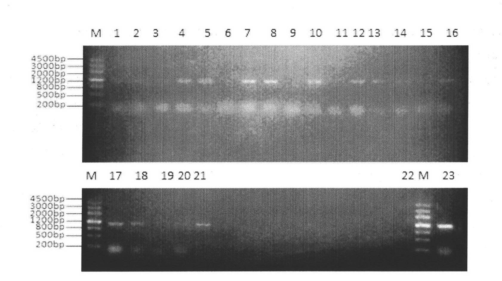 Recombinant vector and recombinant bacterium of Trichoderma reesei beta-glucosaccharase gene BGL1, and expression of Trichoderma reesei beta-glucosaccharase gene BGL1 in recombinant bacterium
