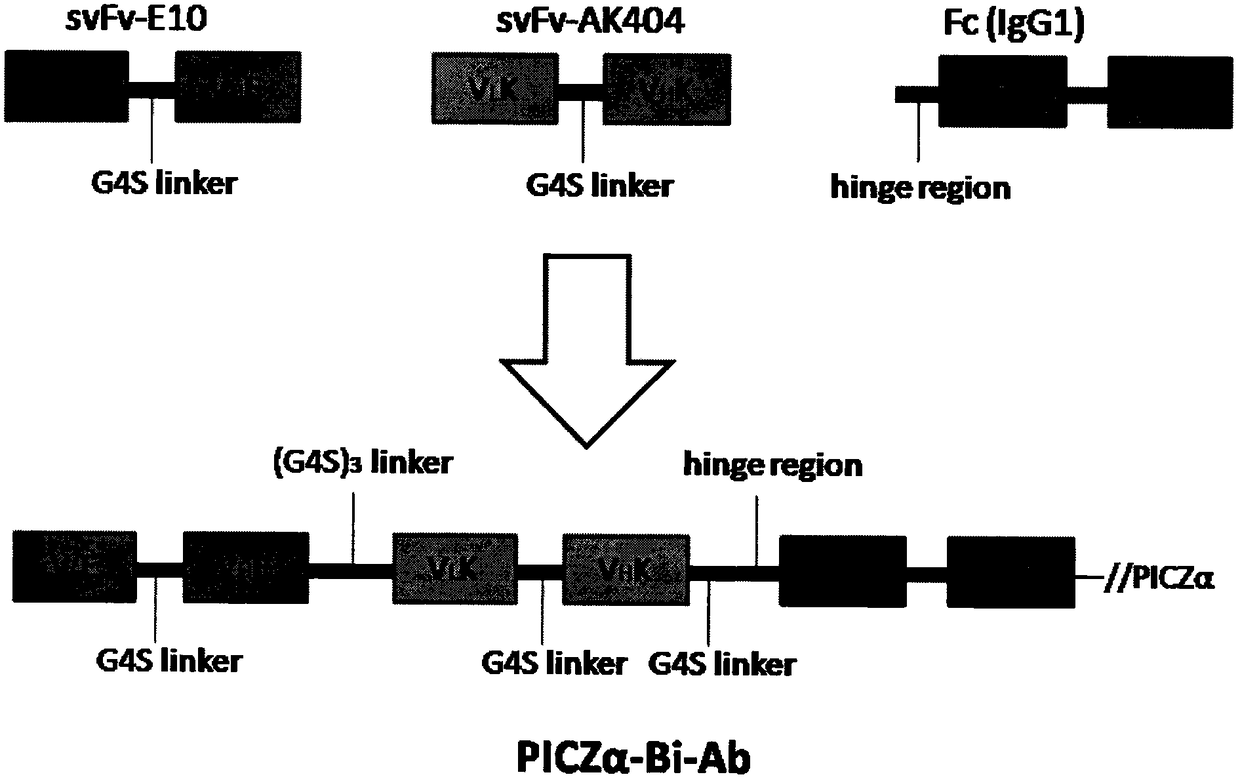 A fully human IgG-like bispecific antibody targeting EGFR/KDR