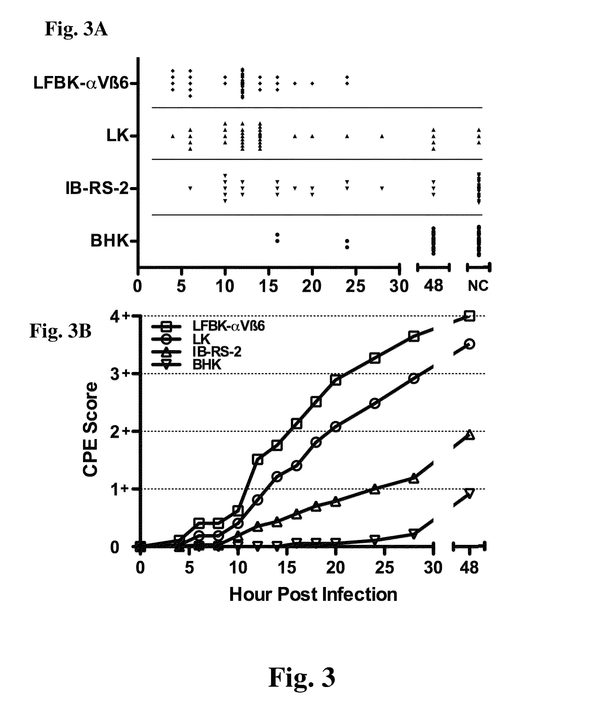 Continuous porcine kidney cell line constitutively expressing bovine α<sub>V</sub>β<sub>6 </sub>integrin with increased susceptibility to foot and mouth disease virus
