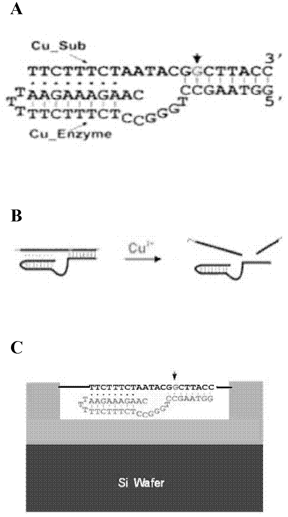 Method for detecting heavy metal by utilizing molecular device based on graphene electrode
