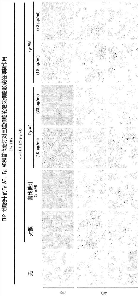 Food compositions and pharmaceutical compositions containing Filipendula glaberrima extract