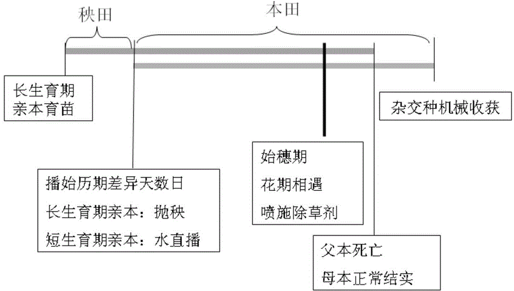 A production method for realizing mechanized seed production of hybrid rice by integrating seedling throwing and direct seeding technology